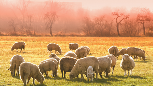 Our Functional Keratin: Ethical, Sustainable, and Regenerative Farming Practices