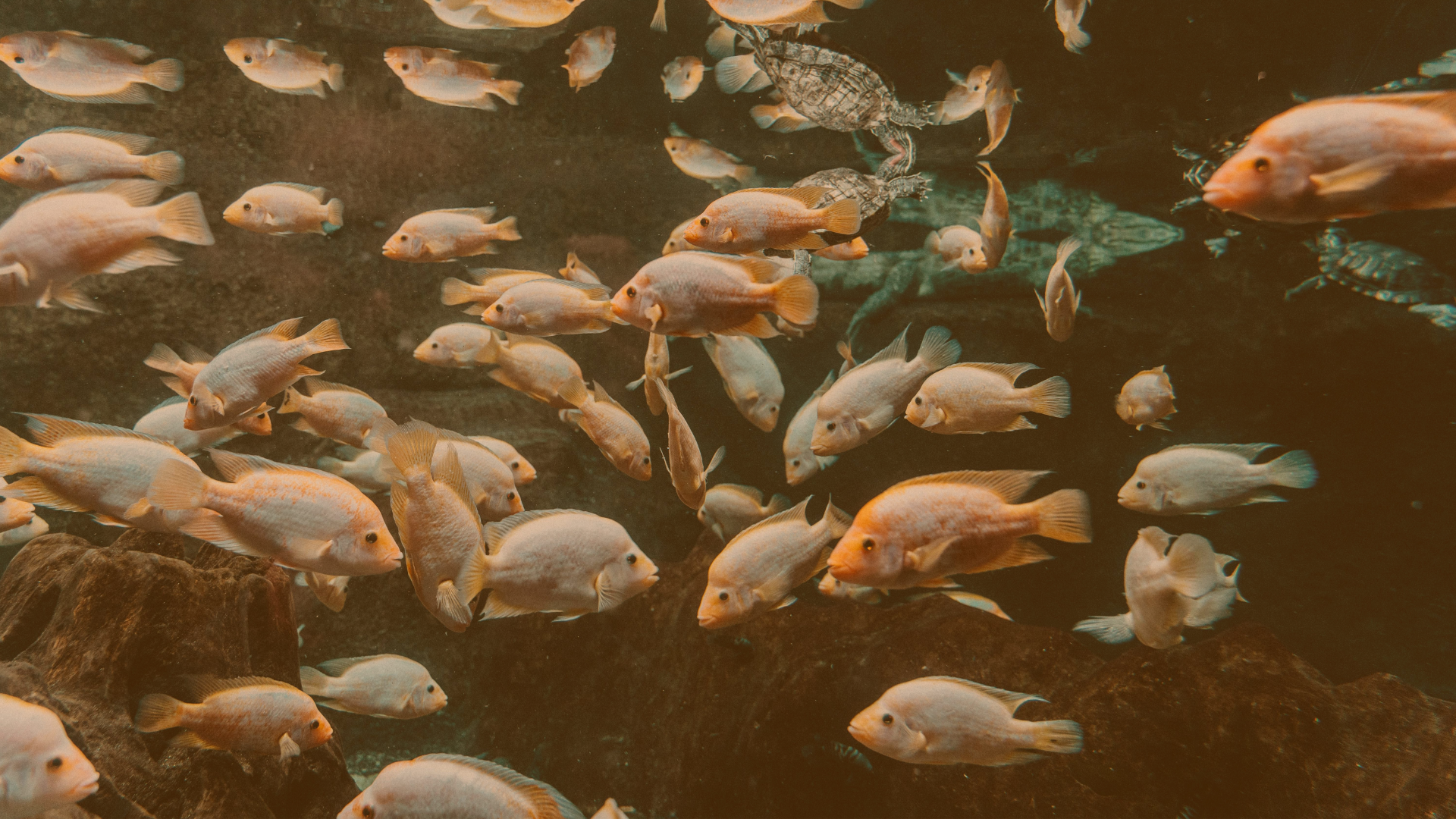 Hydrolysed Marine Collagen for Hair, Skin, and Nails: The Science Behind Bioavailable Beauty From Within