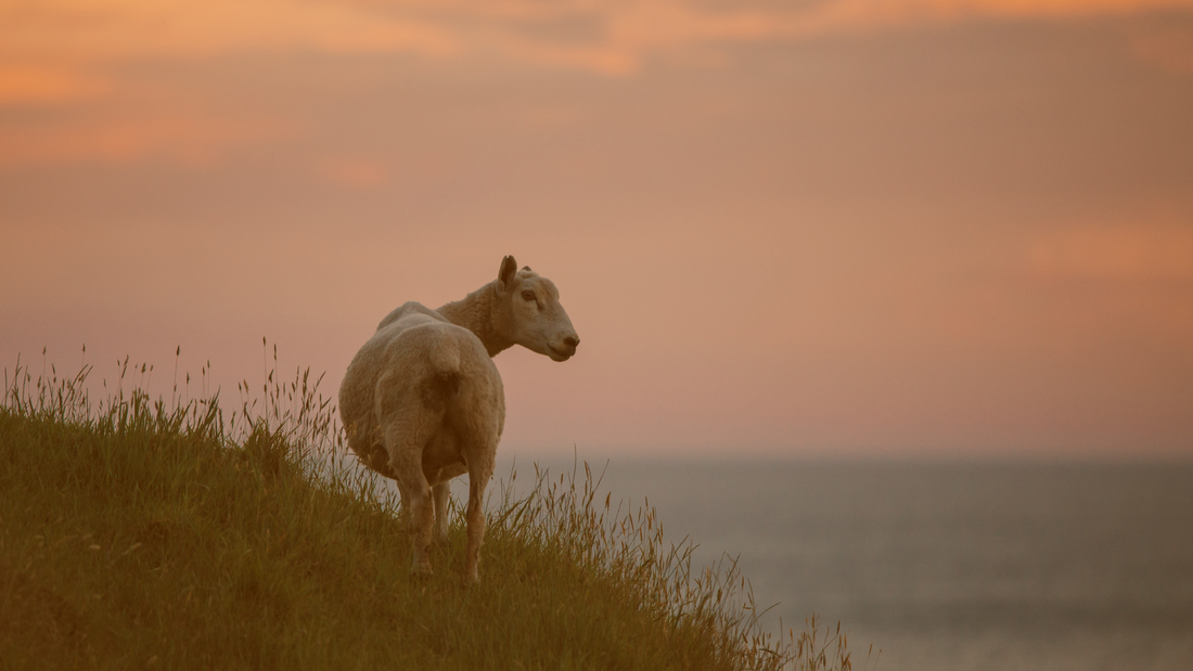 What Is New Zealand Sheep Wool Keratin? The Natural Choice for Hair, Skin, and Nails