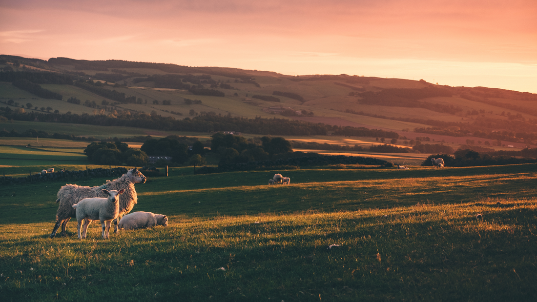 Digestible Functional Keratin™ and Why You Need It