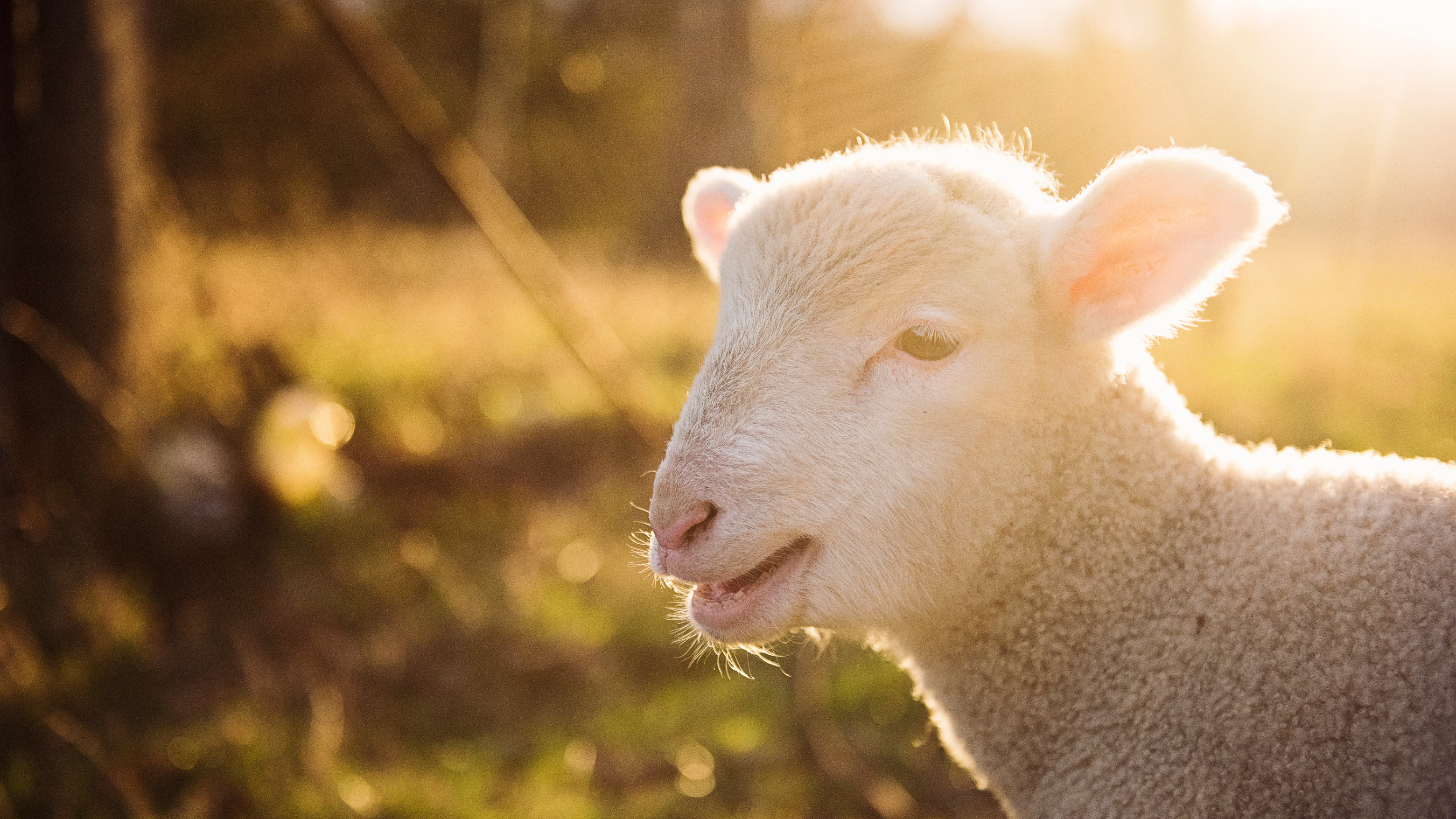 The Science Behind Sheep Wool Keratin: Understanding Its Structure and Function